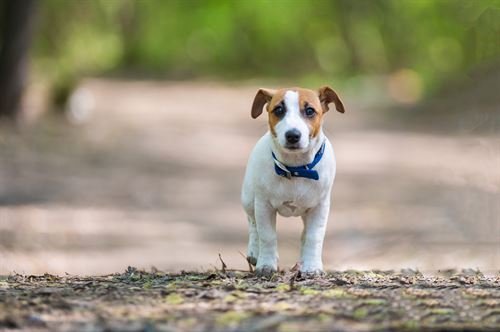 lost pet