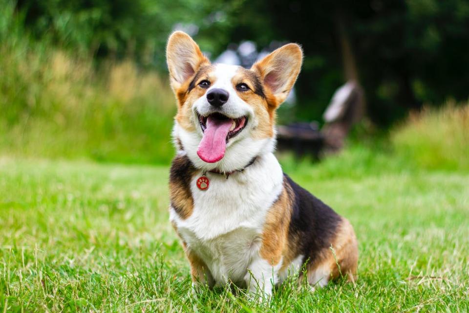 Corgi dog sitting in field