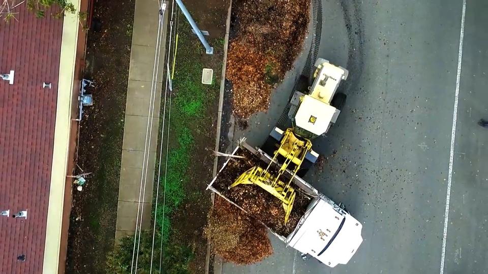 leaf removal