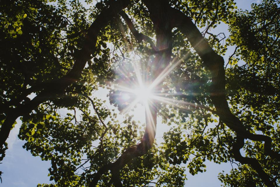 Trees
