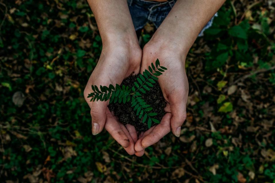 hands holding plant in dirt