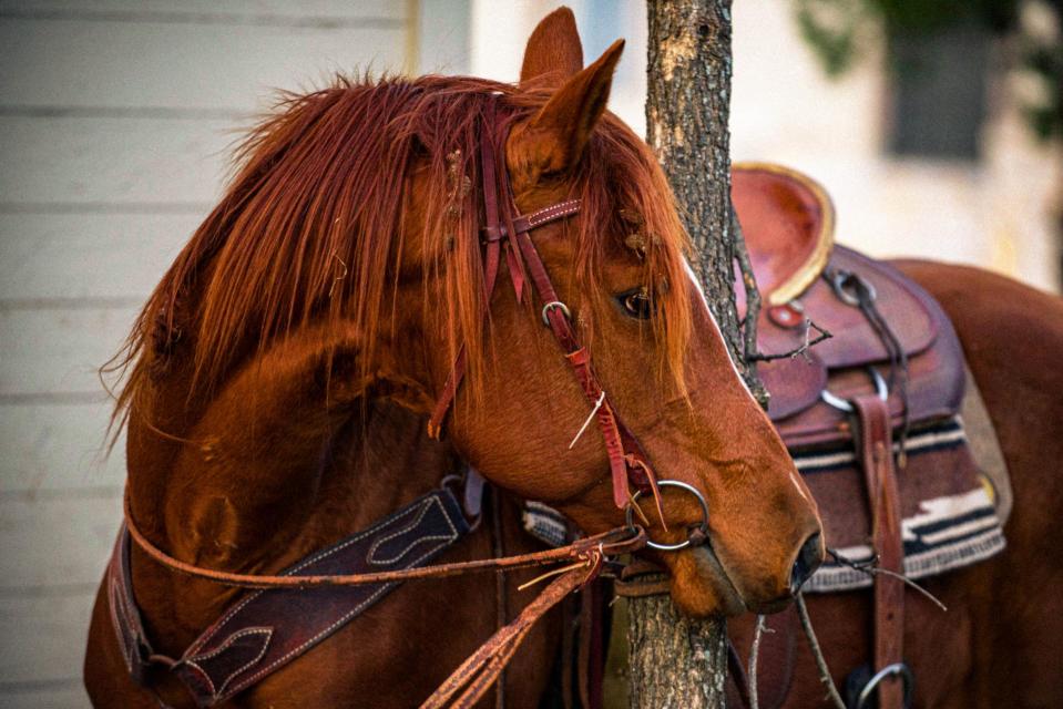 Horse
